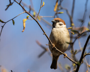 Home Sparrow Bird is Sitting on the Tree Branch.