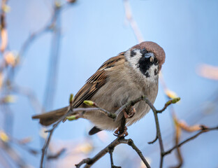 Home Sparrow Bird is Sitting on the Tree Branch.