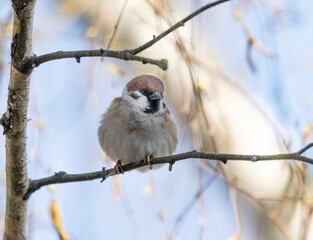 Home Sparrow Bird is Sitting on the Tree Branch.