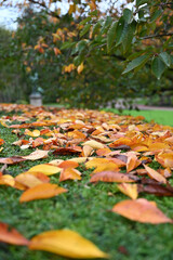 autumn leaves on the ground