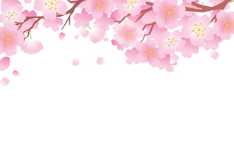 桜　春　花びら　背景