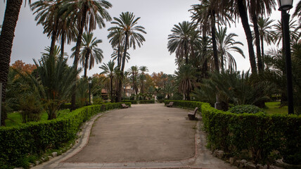 Fototapeta na wymiar Palm trees in the garden