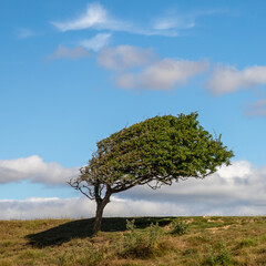 Fototapeta na wymiar Arbre figé donnant l'impression d'être dans le vent, Sussex, Angleterre