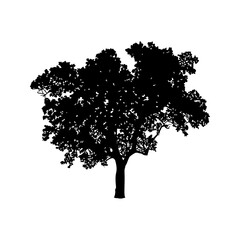 Apple tree, manually traced and highly detailed vector silhouette
