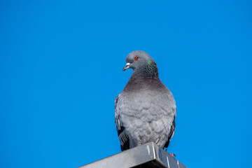 Pigeon