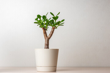Succulent houseplant Crassula in a pot on white background. Bonsai. Old pruned tree with new shoots.	