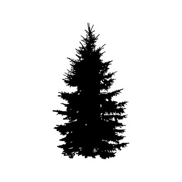 Conifer tree, manually traced and highly detailed vector silhouette