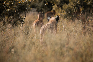 Hyena following a herd of Impala