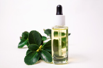 Close up of a glass bottle with essential oil and a suculent plant. White background. The concept of organic natural cosmetics