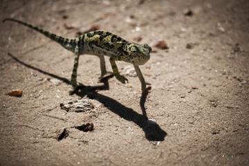 Chameleon crossing the road 