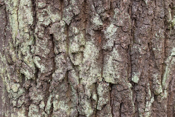 Wrinkled tree bark. Bark detail. Background for pc.