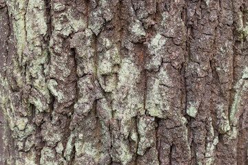 Obraz premium Wrinkled tree bark. Bark detail. Background for pc.