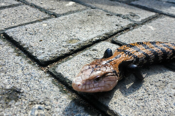 Close-up of a sunbathing blue tongue skink (Tiliqua scincoides).