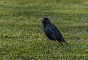 Common starling bird on the grass