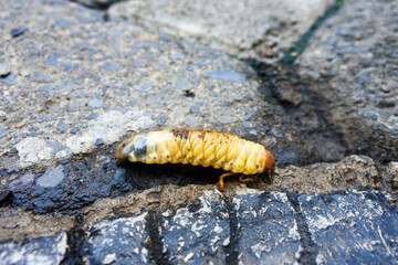 the larvae of the beetle Diloboderus abderus are writhing