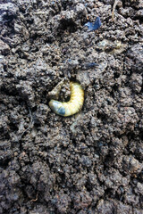 the larvae of the beetle Diloboderus abderus which are on fertile soil