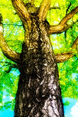 青々とした銀杏の木のイラスト