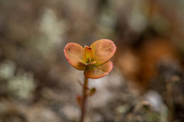 Lingonberry Leaves in the forest. Shallow Depth of Field.