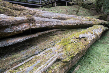Fototapeta na wymiar Relics of original sacred cypress tree at Alishan national forest, Chiayi