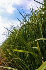 Fototapeta premium close-up of rice growing and starting to turn yellow against the backdrop of a bright blue sky