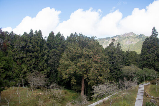 Scenic view of Alishan National Park