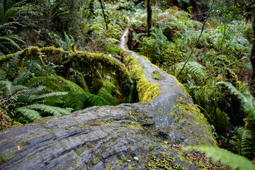 Moss on the tree trunk