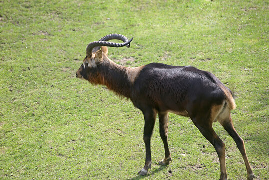 The male Nile lechwe or Mrs Gray's lechwe (Kobus megaceros) on the green lawn