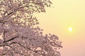 Fototapeta na wymiar cherry blossom tree in full blooming