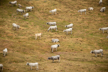 Herd of cows in the Pyrenean mountains in a meadow on a mountain slope