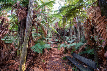 tropical forest with trees