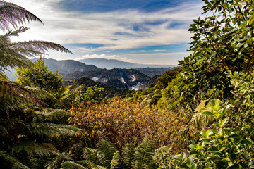 trees on the mountain