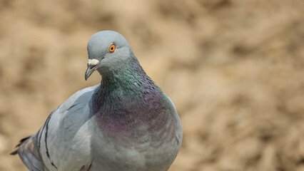 portrait d'un pigeon en gros plan