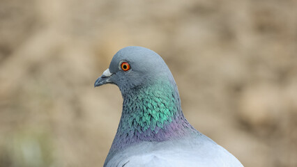 portrait d'un pigeon en gros plan