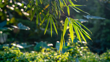 Fototapeta premium Leaves in the morning sunlight