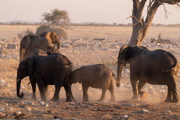 Fototapeta na wymiar A group pf elephants covering themselves in dirt after having taken a bath in a waterhole. Etosha National Park, Namibia.