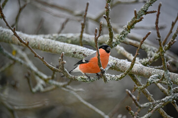 Bullfinch sitting in tree red and bright