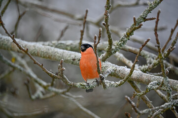 Bullfinch sitting in tree red and bright