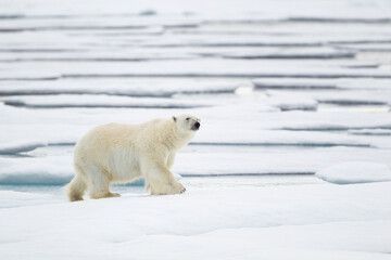 Fototapeta na wymiar Polar bear walking on the ice in the Arctic