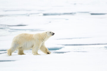 Fototapeta na wymiar Polar bear walking on the ice in the Arctic