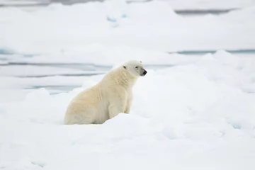Fotobehang Polar bear walking on the ice in the Arctic © wayne