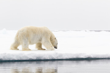 Obraz na płótnie Canvas Polar bear walking on the ice in the Arctic