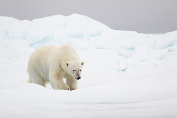 Obraz na płótnie Canvas Polar bear walking on the ice in the Arctic