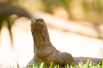 Land Monitor coming down from a tree to walk on the forest floor in Yala National Park	