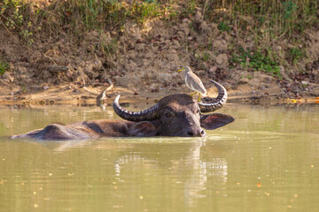 Fototapeta premium Asiatic water buffalo resting in the cool water in Sri lanka