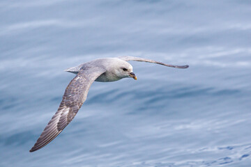 Fulmar gliding over the icy water of the Arctic seas