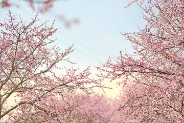 cherry blossom alley in full blooming