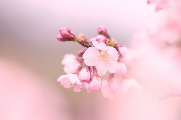cherry blossom flower in full blooming