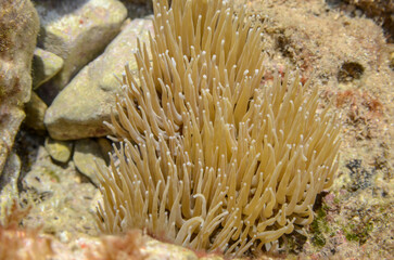 Mediterranean Snakelocks. Sea anemone under the water. Sealife. Anemonia sulcata. 