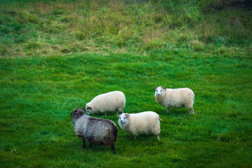 Landscape of the Myvatn Lake (Iceland)