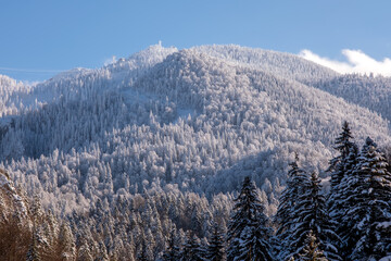 Beautiful alpine panoramic winter view snow capped mountains, spruce trees under bright sunny light in frosty morning
